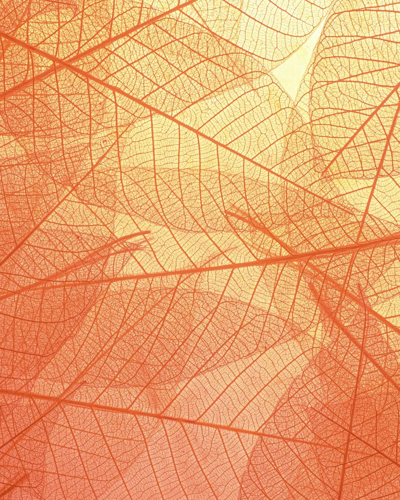 pexels neosiam 4498792 2